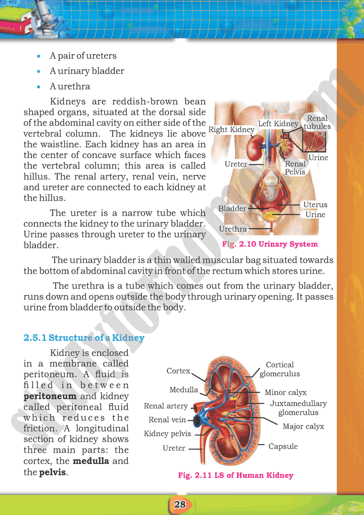 Homeostasis Chapter Biology Th Text Book