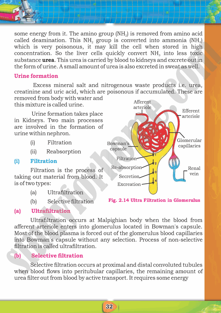 Homeostasis Chapter Biology Th Text Book