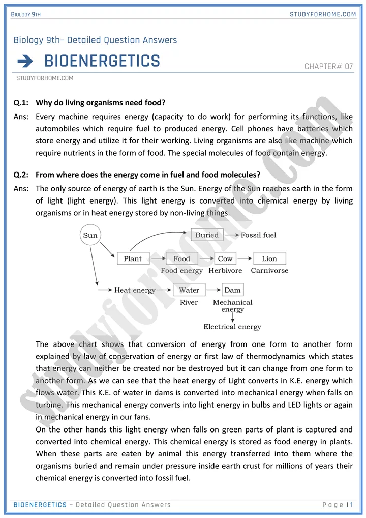 bioenergetics detailed question answers biology 9th 01