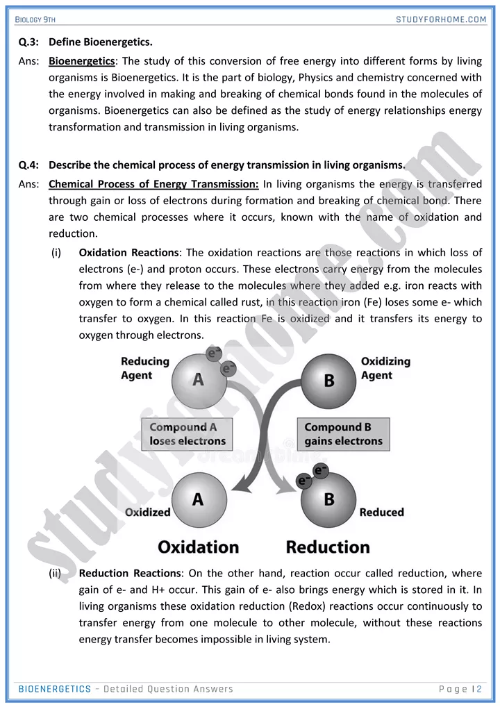 bioenergetics detailed question answers biology 9th 02