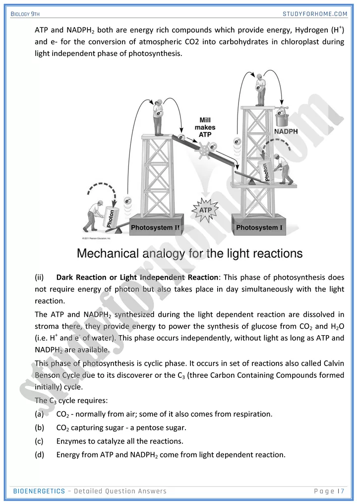 bioenergetics detailed question answers biology 9th 07