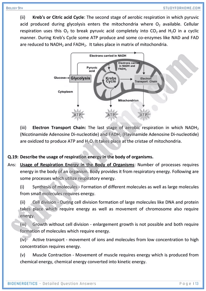 bioenergetics detailed question answers biology 9th 13