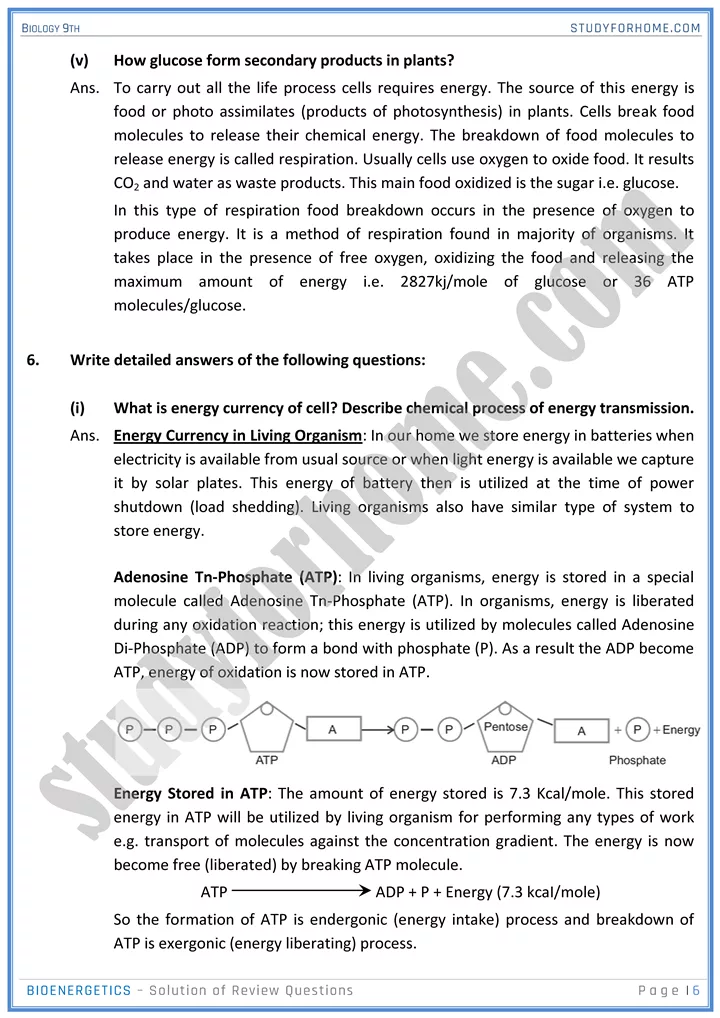 bioenergetics solution of review questions biology 9th 06