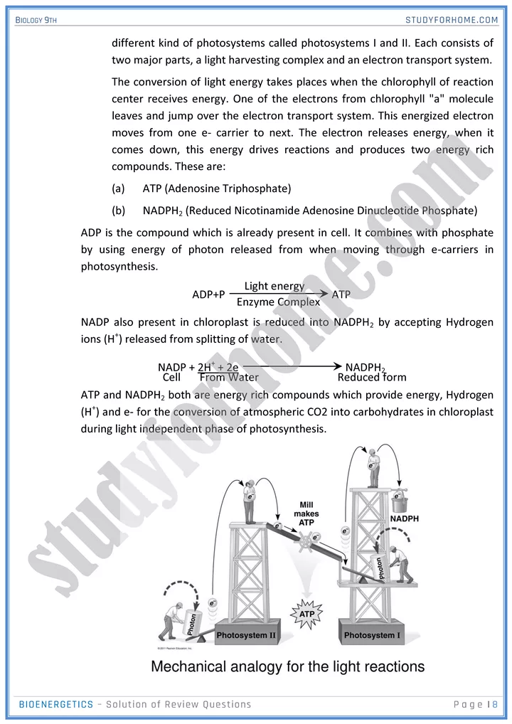 bioenergetics solution of review questions biology 9th 08