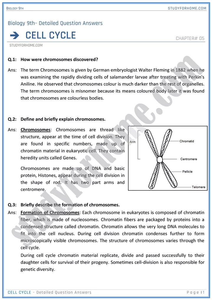 cell cycle detailed question answers biology 9th 01