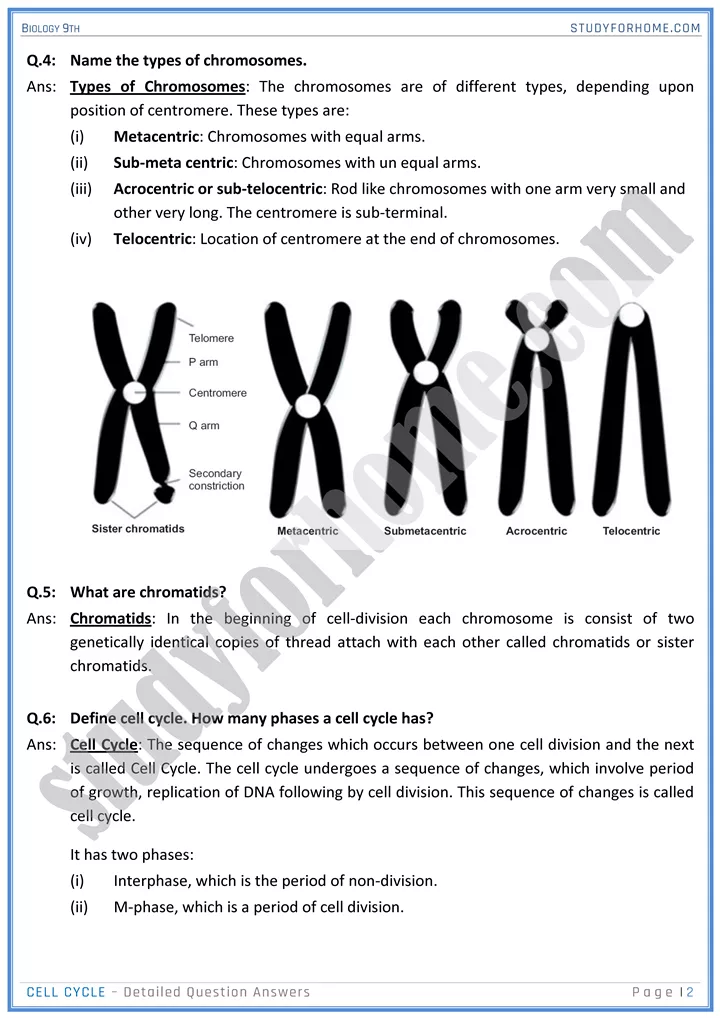 cell cycle detailed question answers biology 9th 02