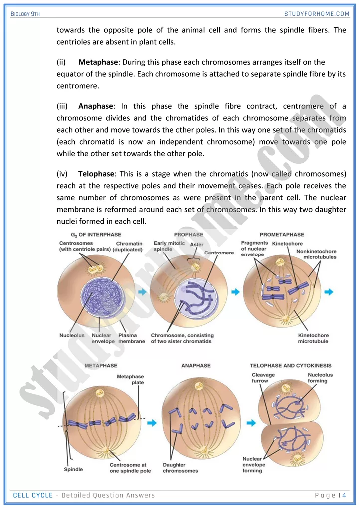 cell cycle detailed question answers biology 9th 04