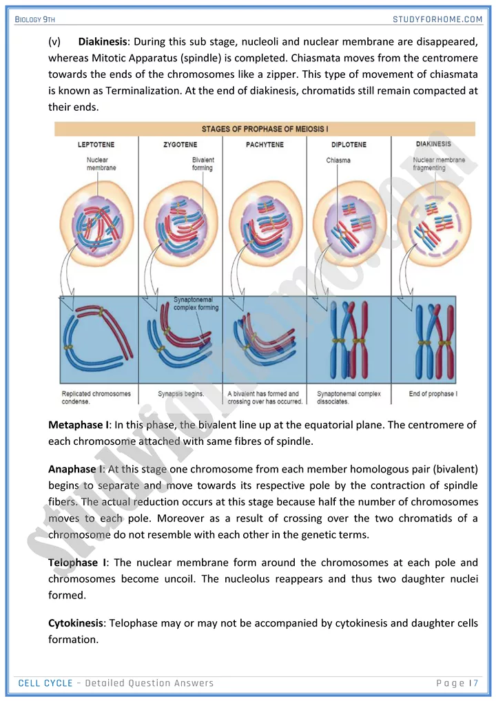 cell cycle detailed question answers biology 9th 07