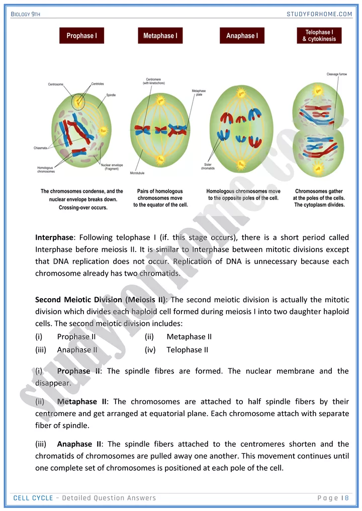 cell cycle detailed question answers biology 9th 08