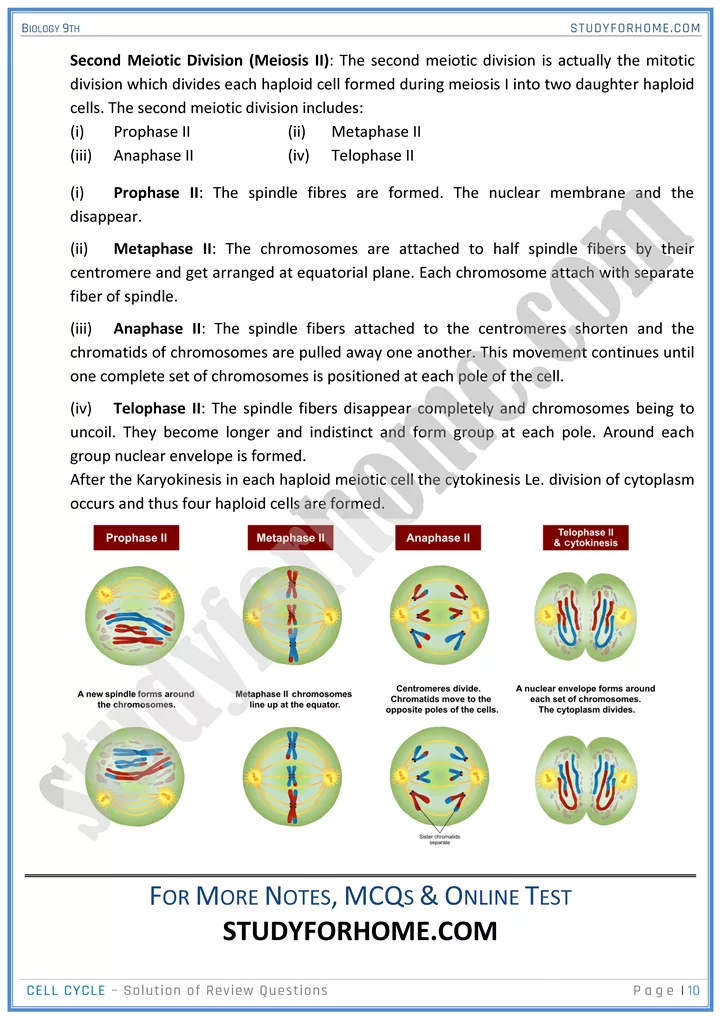 cell cycle solution of review questions biology 9th 10