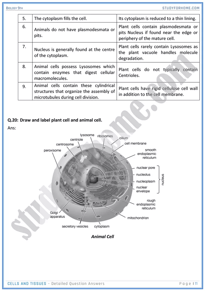 cells and tissues detailed question answers biology 9th 11