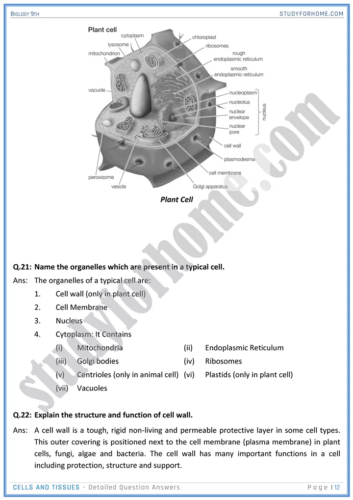 cells and tissues detailed question answers biology 9th 12