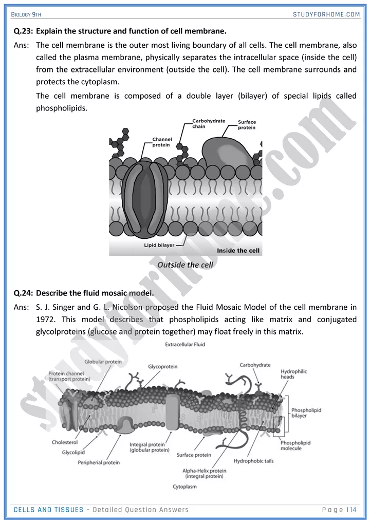 cells and tissues detailed question answers biology 9th 14