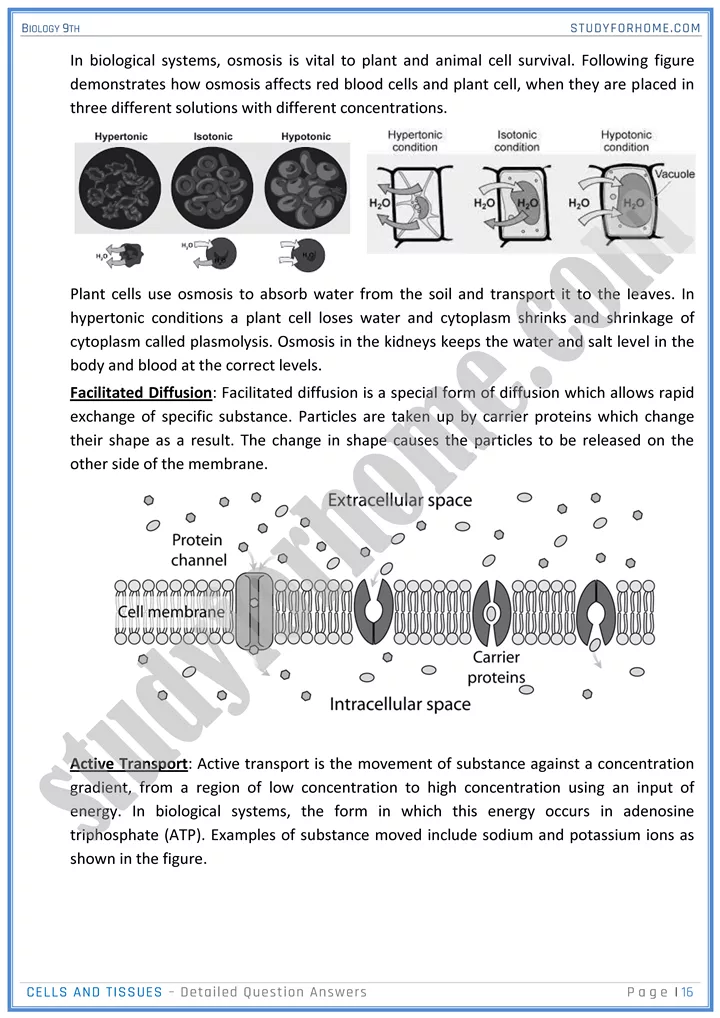 cells and tissues detailed question answers biology 9th 16