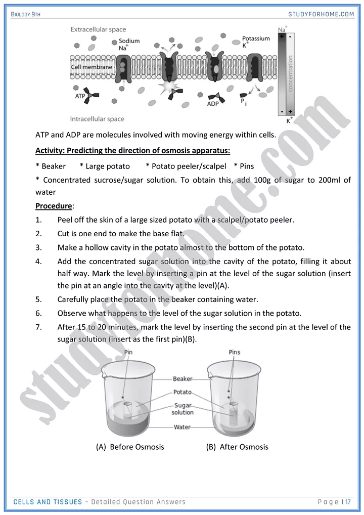 cells and tissues detailed question answers biology 9th 17