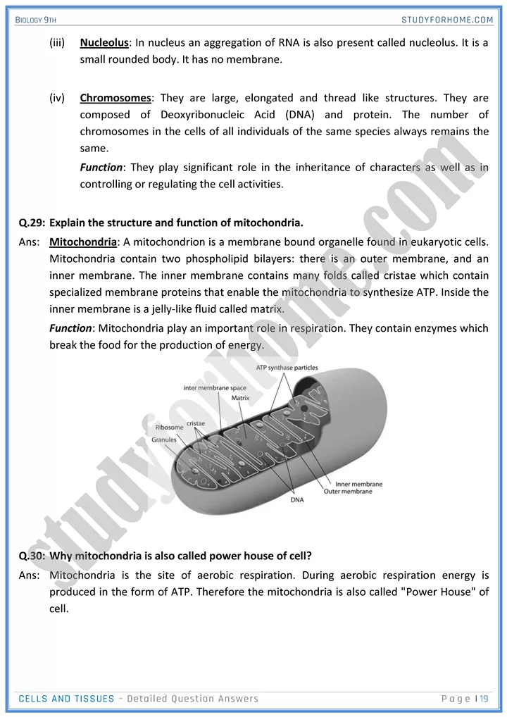 cells and tissues detailed question answers biology 9th 19