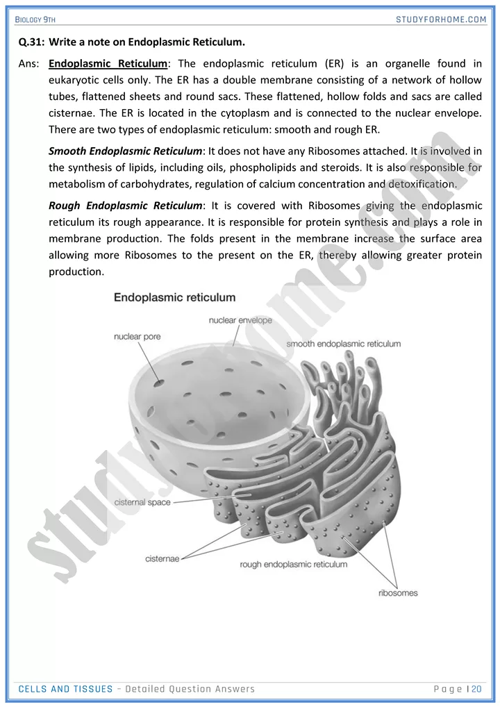 cells and tissues detailed question answers biology 9th 20