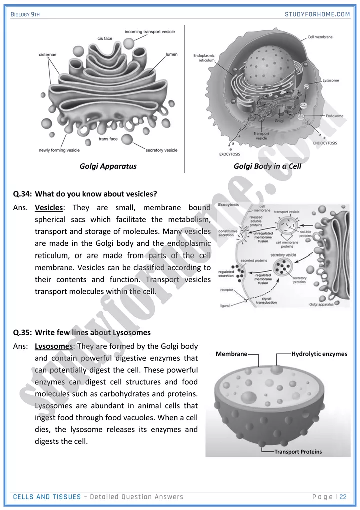 cells and tissues detailed question answers biology 9th 22