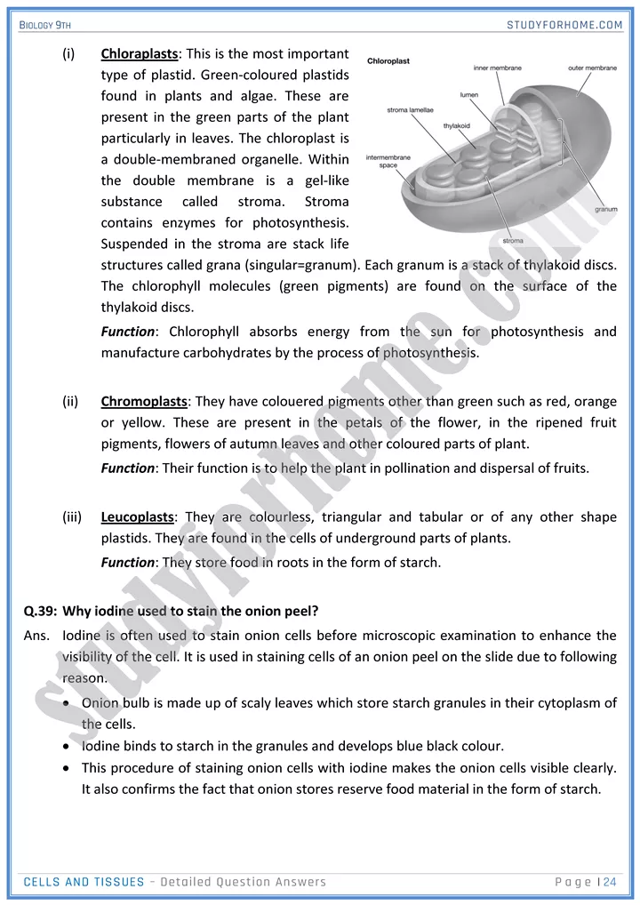 cells and tissues detailed question answers biology 9th 24