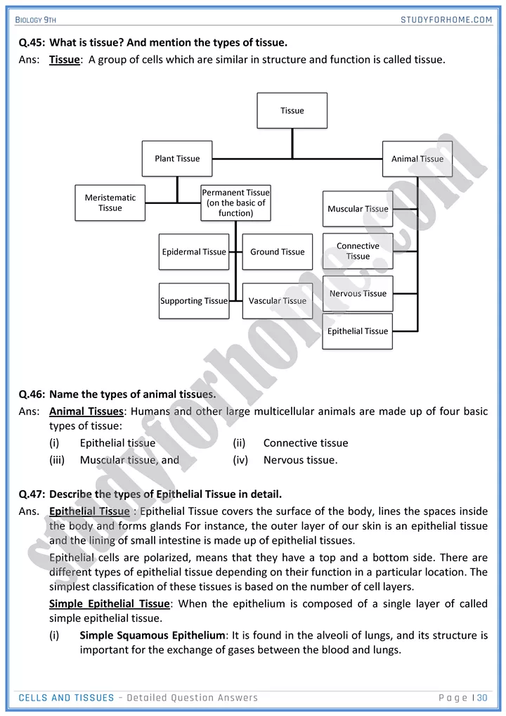 cells and tissues detailed question answers biology 9th 30