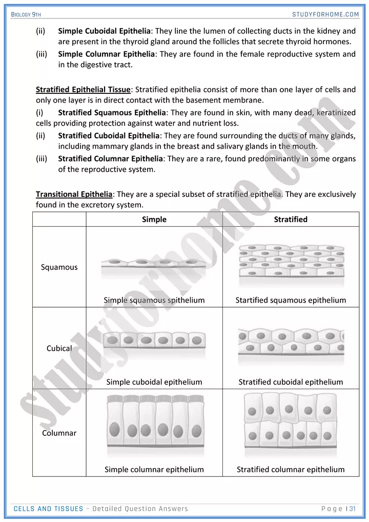 cells and tissues detailed question answers biology 9th 31