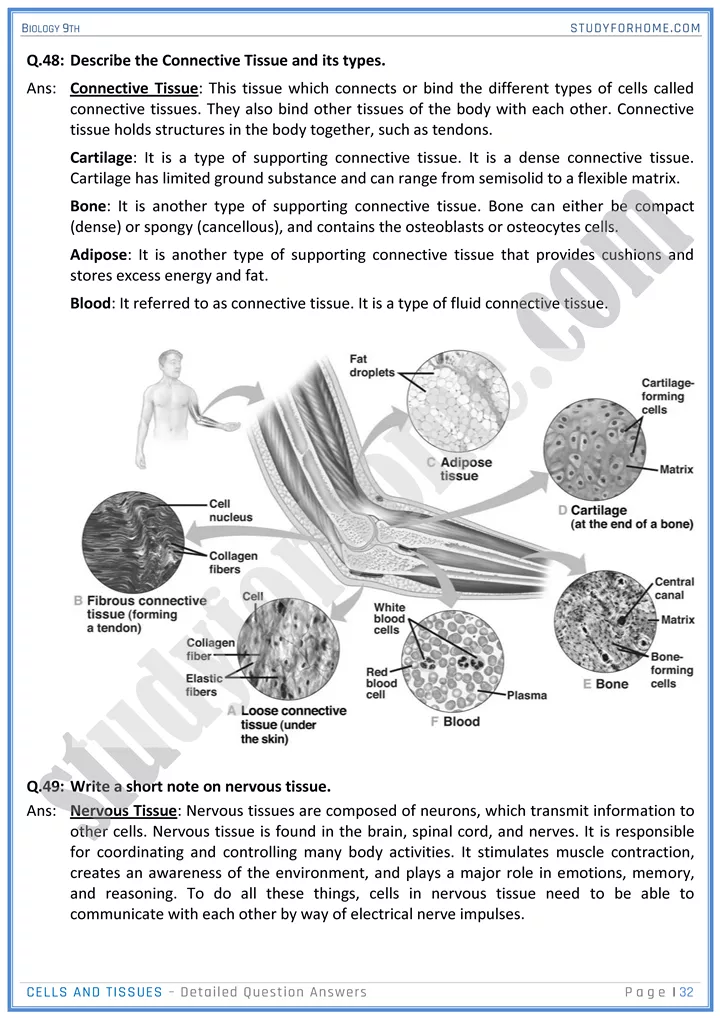 cells and tissues detailed question answers biology 9th 32