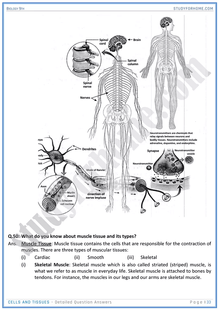 cells and tissues detailed question answers biology 9th 33