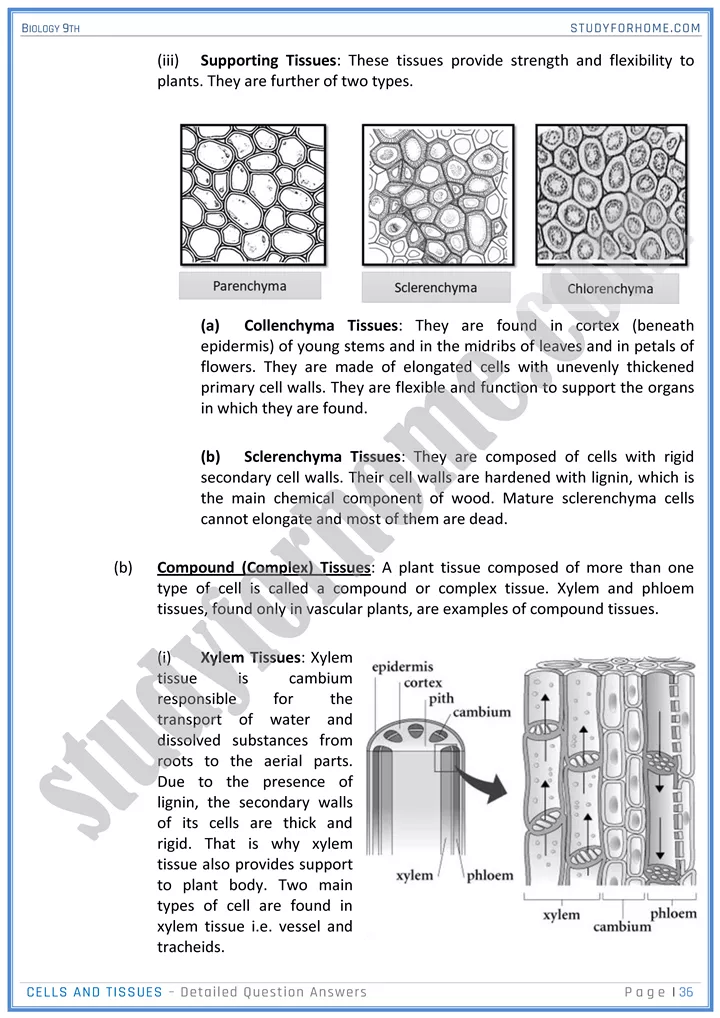 cells and tissues detailed question answers biology 9th 36