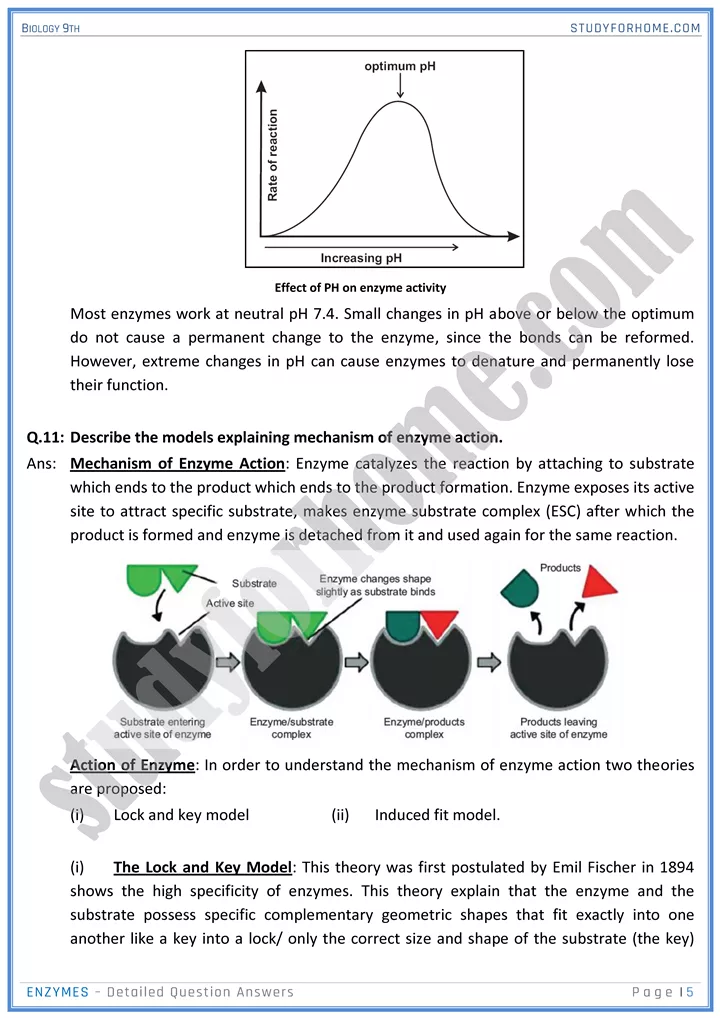 enzymes detailed question answers biology 9th 5