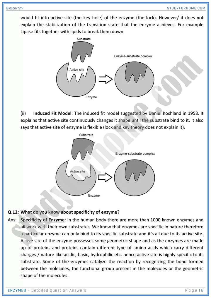enzymes detailed question answers biology 9th 6