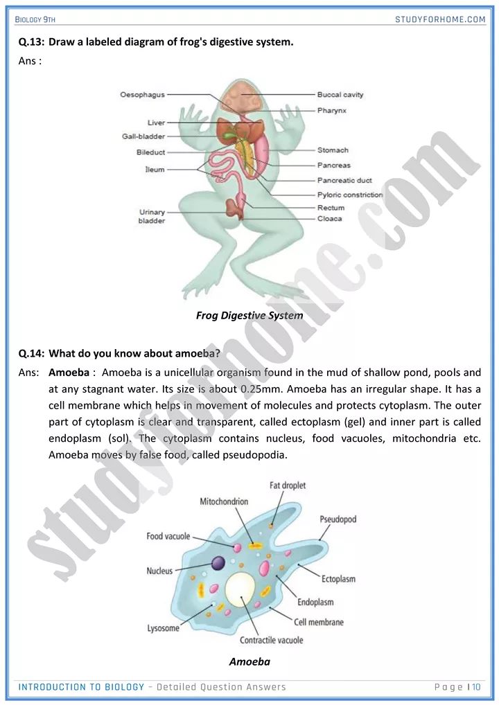 introduction to biology detailed question answers biology 9th 10