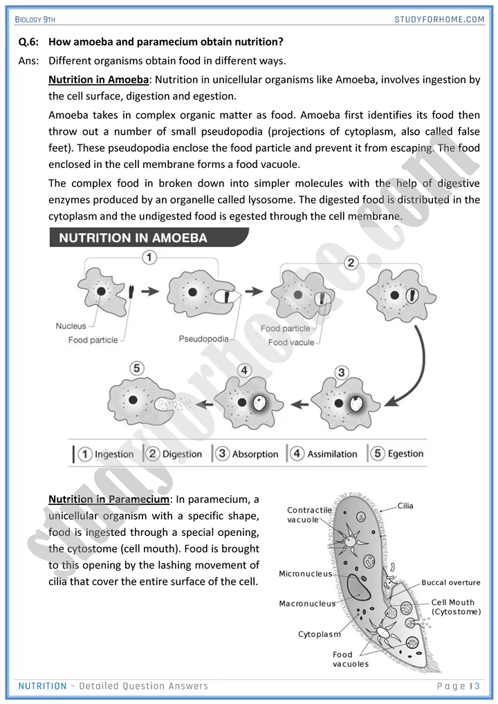 nutrition detailed question answers biology 9th 03