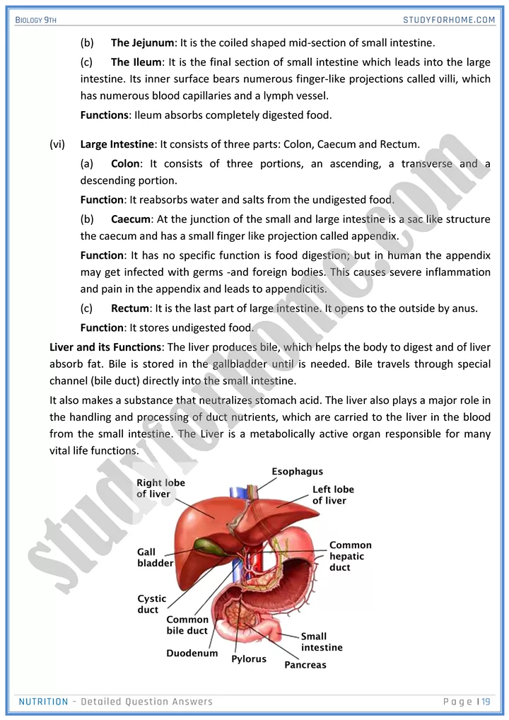 nutrition detailed question answers biology 9th 19