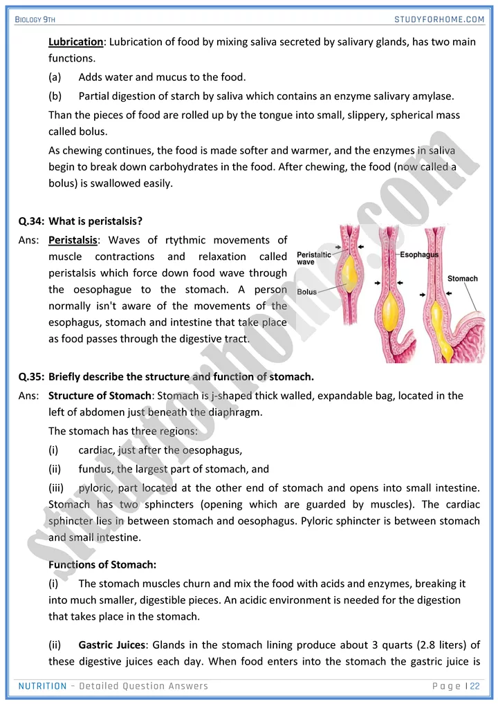 nutrition detailed question answers biology 9th 22