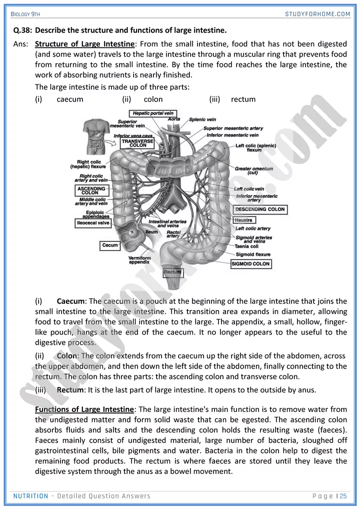 nutrition detailed question answers biology 9th 25