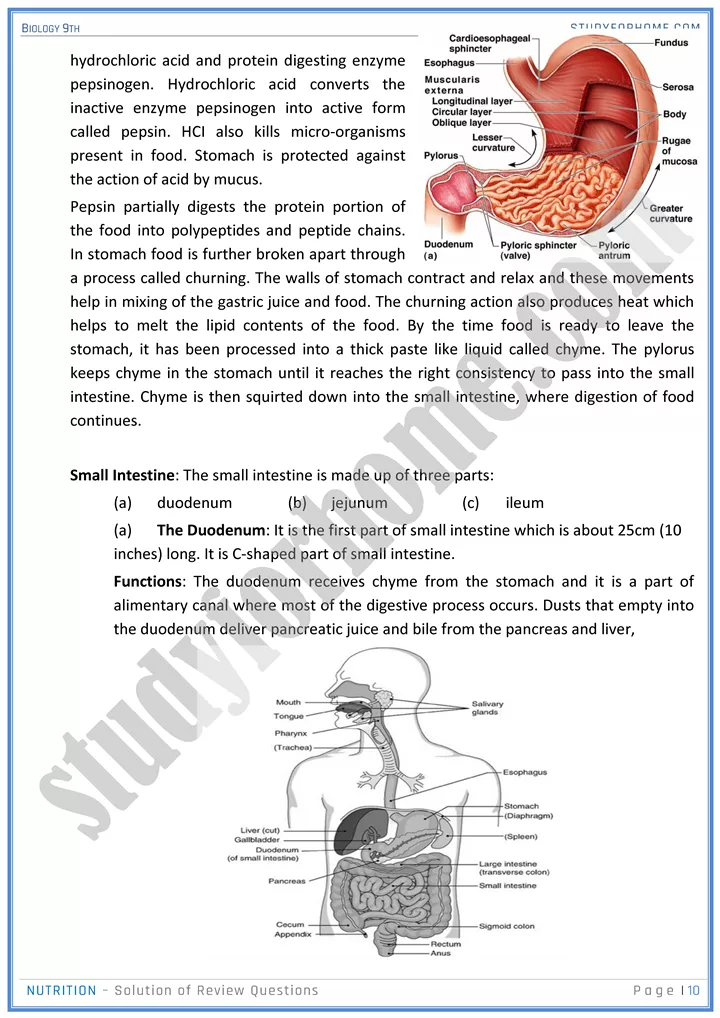 nutrition solution of review questions biology 9th 10