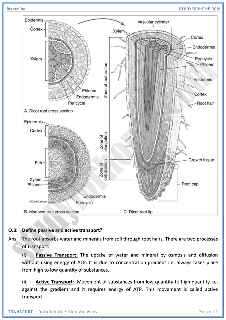 transport detailed question answers biology 9th 02