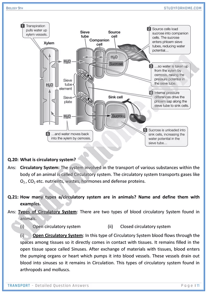 transport detailed question answers biology 9th 11