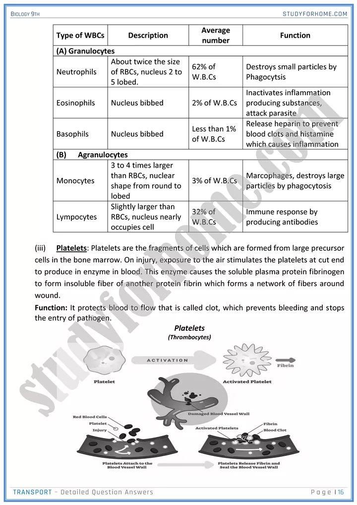 transport detailed question answers biology 9th 16