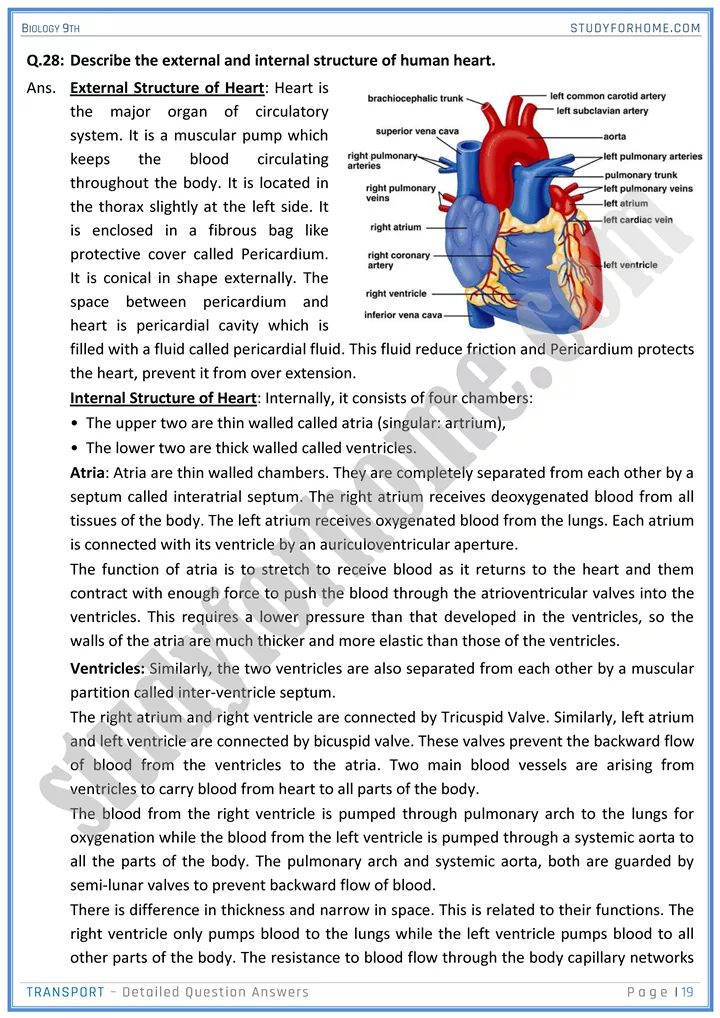 transport detailed question answers biology 9th 19