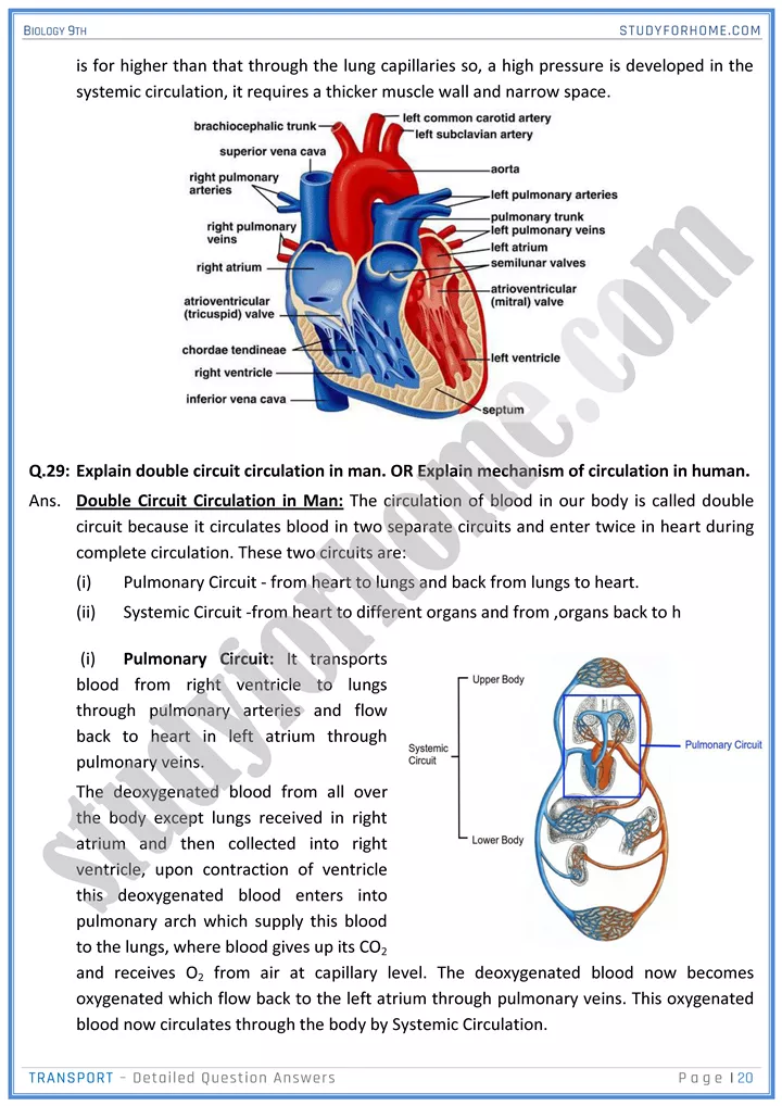 transport detailed question answers biology 9th 20