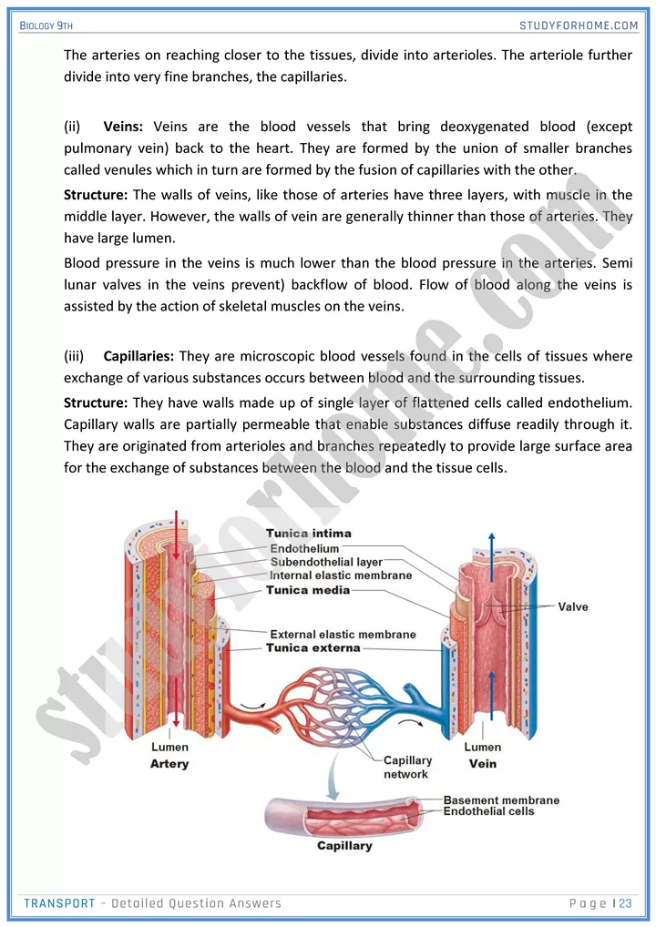 transport detailed question answers biology 9th 23