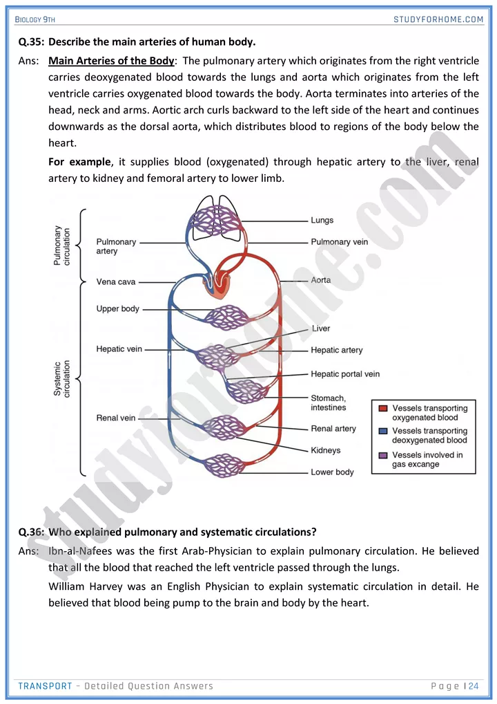 transport detailed question answers biology 9th 24