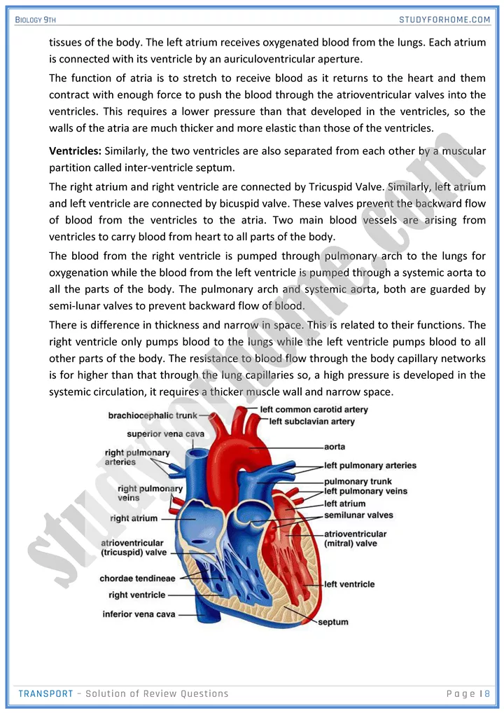 transport solution of review questions biology 9th 08