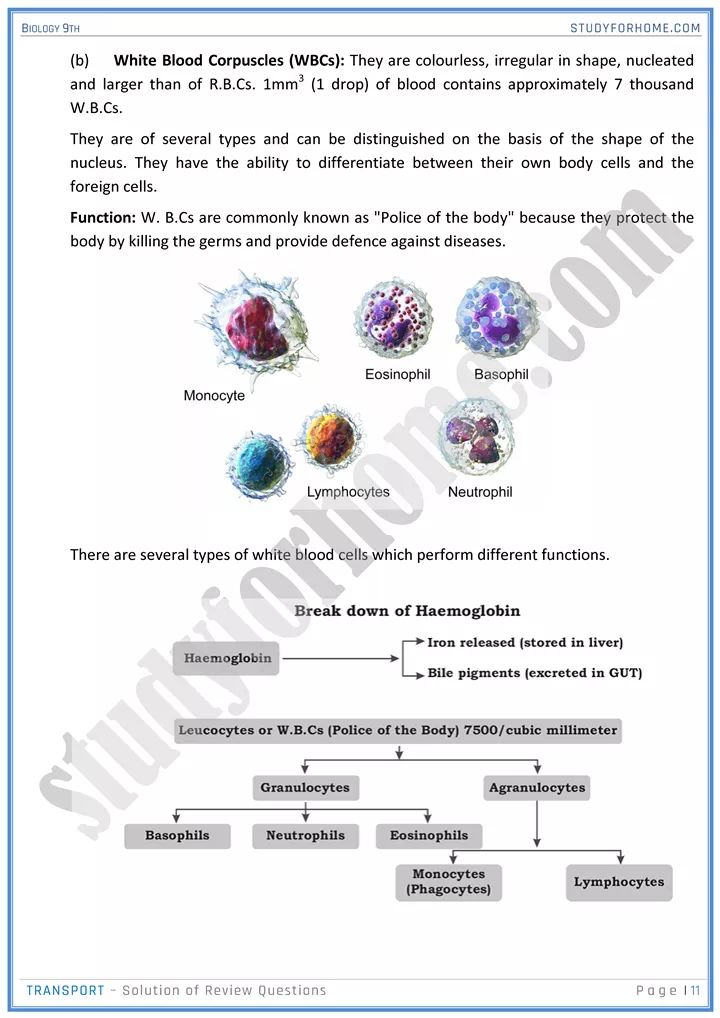 transport solution of review questions biology 9th 11