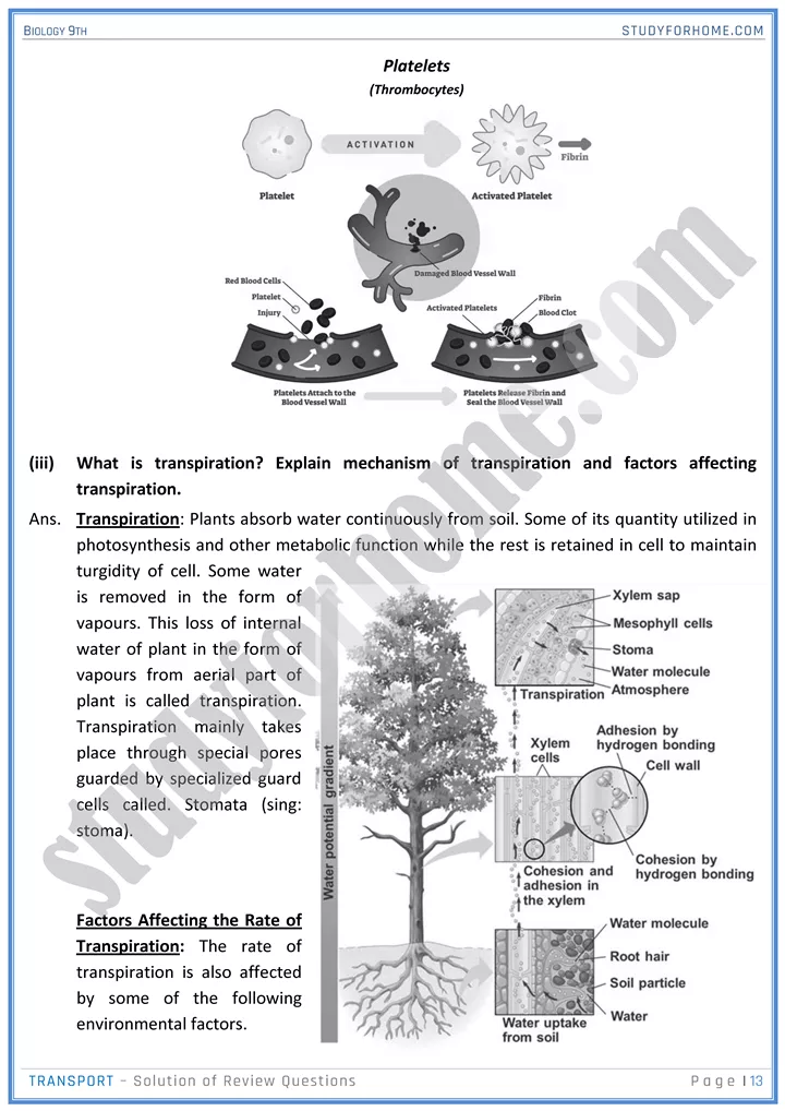 transport solution of review questions biology 9th 13