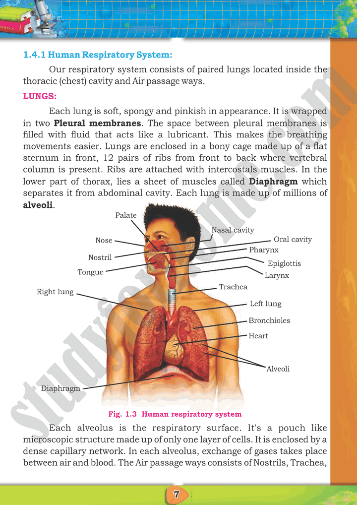 Gaseous Exchange Chapter 1 Biology 10th Text Book