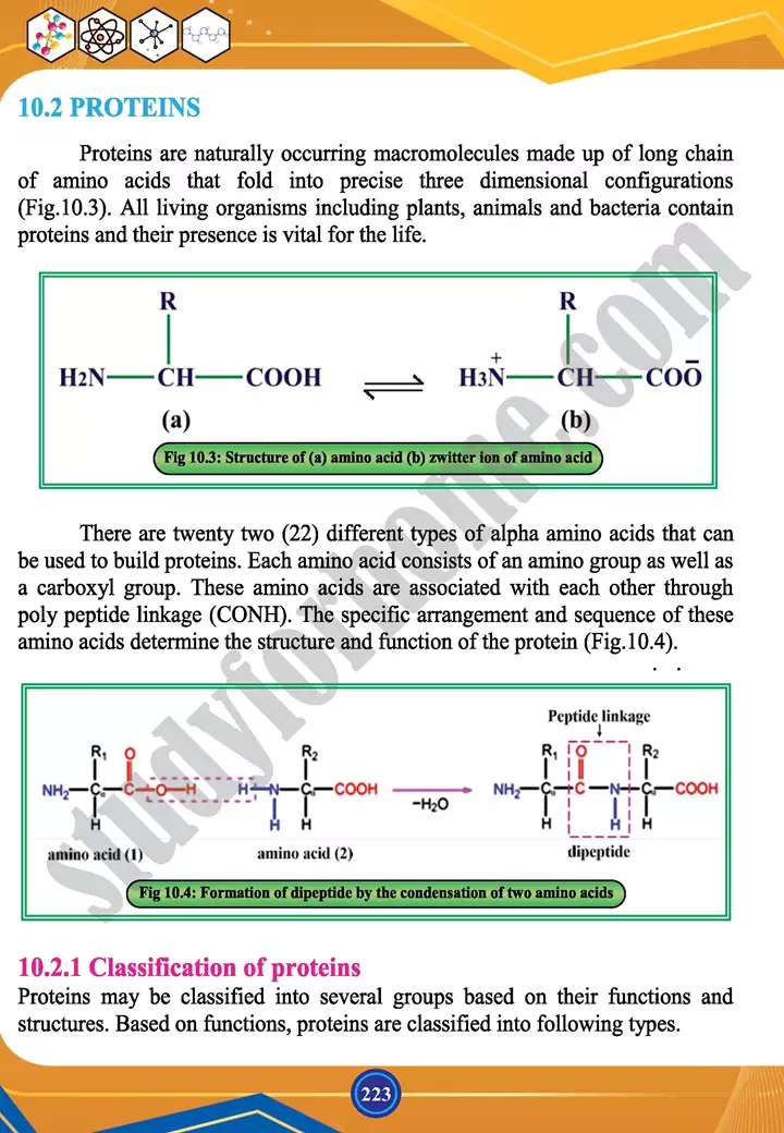 chapter 10 biochemistry chemistry 12th text book 07