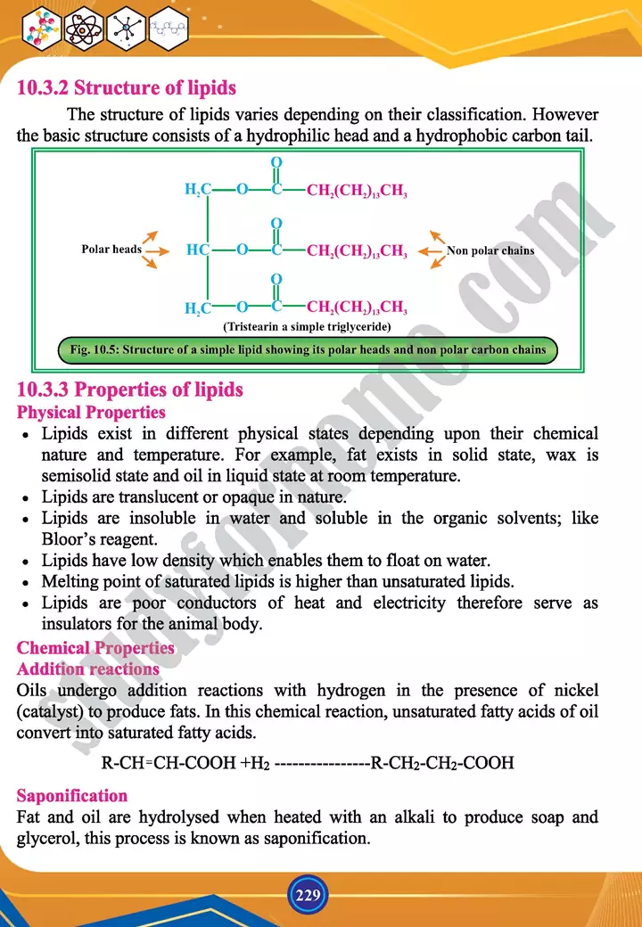 chapter 10 biochemistry chemistry 12th text book 13