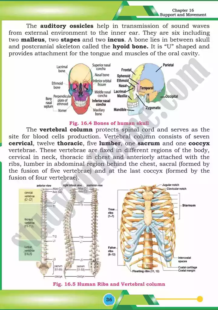 chapter 16 support and movement biology 12th text book 07
